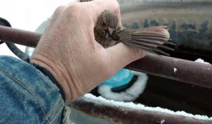 Un oiseau a les pattes collées à cause du froid !