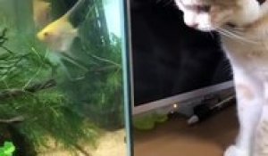 Moment "tendresse" entre un chat et des poissons d'aquarium...Petits bisous