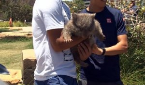 Tennis - Nadal et Nishokori avec un wombat