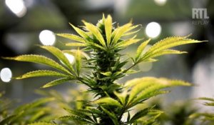 "La France est le plus grand consommateur de cannabis", selon Me Fabien Perez