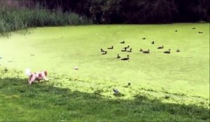 Ce chien s'est fait avoir, il pensait pouvoir attraper les canard, c'est raté!