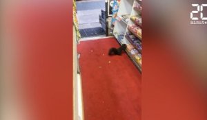 Un écureuil vole dans un magasin ! - Le rewind du jeudi 12 janvier 2017