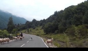 Une bergère se fait attaquer par l'un de ses moutons !