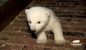 Adorable petit ours polaire