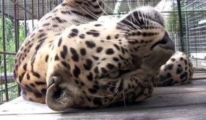Ronronnements d'un léopard au Zoo... Trop chou !