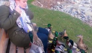 Une femme se fait attaquer par des canards !