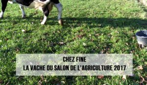 Chez Fine, la vache du Salon de l'agriculture 2017