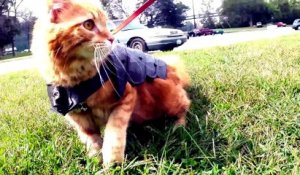 Des Armures Pour Chats Faites A L Imprimante 3d Sur Orange Videos
