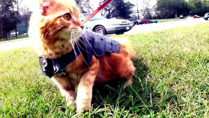 Un Chat En Armure Imprimee En 3d Sur Orange Videos