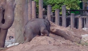 Un bébé éléphant trop mignon joue dans le sable !