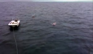 La réaction de ce touriste russe face à un requin géant, est édifiante !
