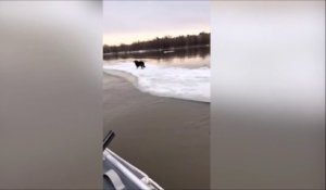 Il trouve un chien abandonné sur un morceau de glace qui dérive sur le fleuve