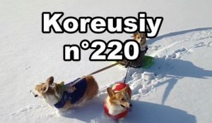 Koreusity n°220