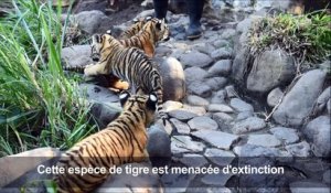 Salvador: des tigres du Bengale, 45 jours apres leur naissance