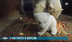 Un ourson polaire fait le buzz dans un zoo - Regardez