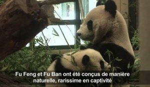 Les pandas jumeaux du zoo de Vienne fêtent leur six mois