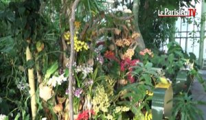 Mille et une orchidées à découvrir au jardin des Plantes