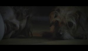 Dog Wick - Parodie de John Wick 2 : chien au lieu de Keanu Reeves