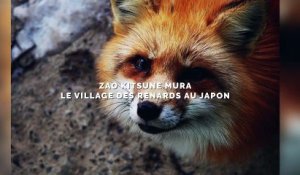 Ce village japonais entièrement peuplé de renards fait le bonheur des touristes. Vous allez fondre !