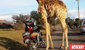 Pendant une balade, cette girafe fait la connaissance d'un groupe de motards, la suite va vous laisser sans voix.