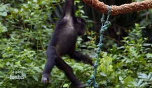 Kinsele fait le clown - Sur la terre des bonobos