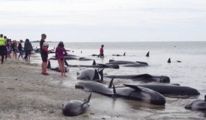 Des centaines de dauphins échoués sur une plage de Nouvelle Zélande