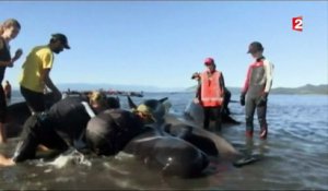 Nouvelle-Zélande : le mystère des baleines échouées