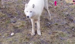 Parc Sainte Croix : une ouverture hivernale avant l'arrivée des gibbons