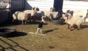 Cet agneau sème la zizanie dans ce groupe de chèvres...