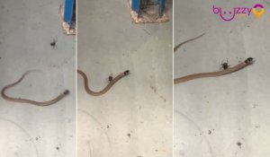 Une veuve noire Australienne attrape et tue un serpent