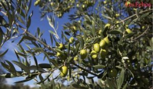 Alerte à la bactérie tueuse d’oliviers en Espagne