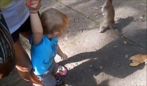 Un singe assoiffé pique la bouteille d'un enfant