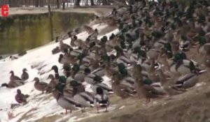 Saint-Pétersbourg est envahi par des milliers de canards