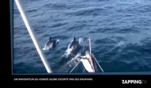 Vendée Globe : Romain Attanasio passe un moment magique avec des dauphins (Vidéo)