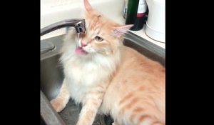 Ce chat aime vraiment l'eau !