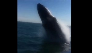 Une baleine surprend une famille par un saut géant hors de l'eau