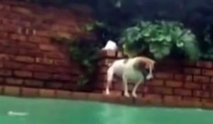 Un chien attrape un poisson dans une piscine !