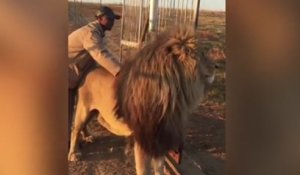 Un lion têtu refuse de débloquer la route