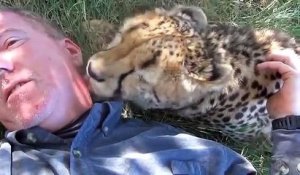 Un homme fait une sieste, mais un guépard s’approche de lui et fait quelque chose d’inattendu…