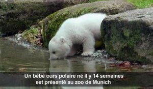 Un bébé ours polaire présenté au zoo de Munich