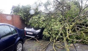 Un arbre sur deux voitures à Jemappes.Vidéo Eric Ghislain