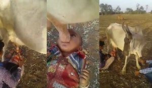Un bébé boit son lait au pis d'une vache