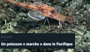 Un poisson filmé en train de « marcher » au fond du Pacifique