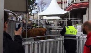 (2) Une vache en liberté au Salon de l'Agriculture