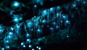 Vers luisants en timelapse dans la grotte de Waitomo  (Nouvelle-Zélande)