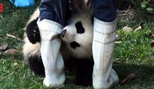Chine: les adorables images de pandas filmés en direct