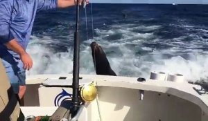 Un pélican et un phoque réclament des poissons sur un bateau !