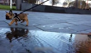 Un chiot a peur de traverser une flaque d'eau !