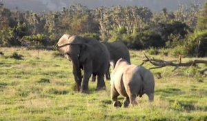 Un éléphant invite un rhinocéros à jouer avec un bâton