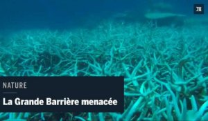 La Grande Barrière de corail connaît le « pire épisode de blanchissement jamais observé »